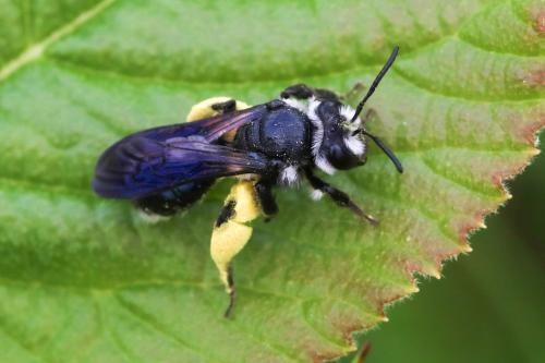 Andrena agilissima